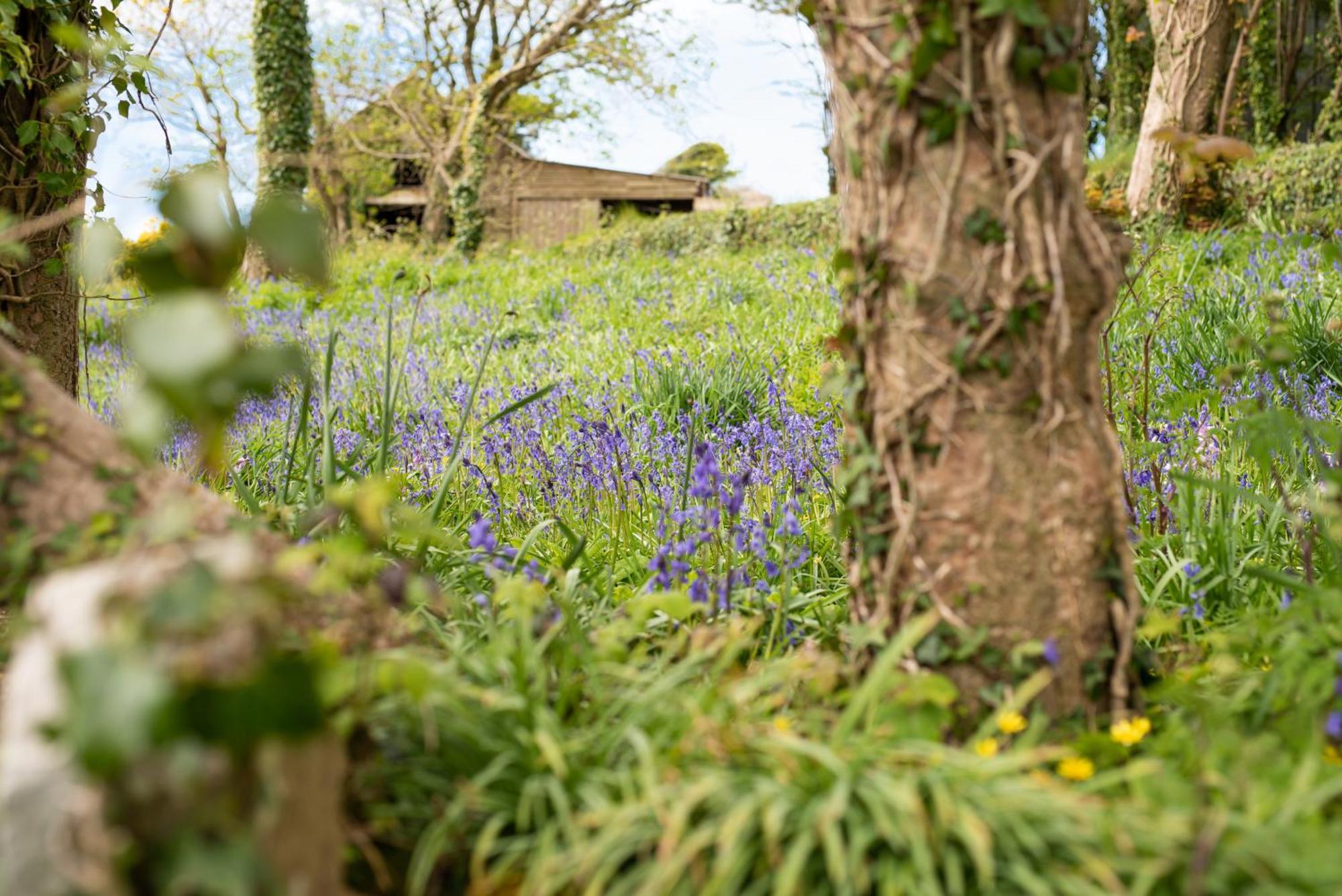Timber Hill Self Catering Cedar Lodges Broad Haven Eksteriør billede